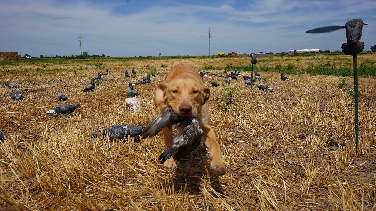 Hunting Pigeon with My Dog for The First Time!!