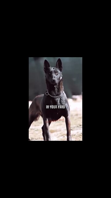 ONE OF THE MOST SMARTEST DOGS IN THE WORLD🏅🐕🏆💫