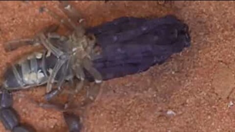 Time-lapse: scorpion discards exoskeleton