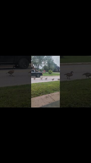 Goose family