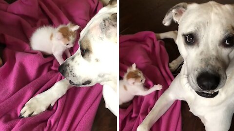 Dog plays babysitting duty with a rescue kitten