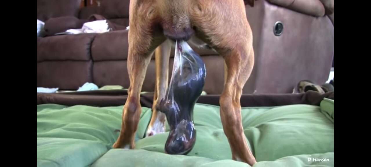 !! DOG HAS AMAZING BIRTH WHILE STANDING!!