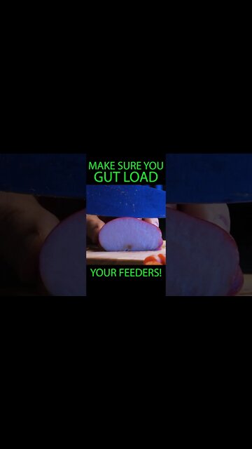 Do you gut load your feeder insects 🦗🪳🐛?