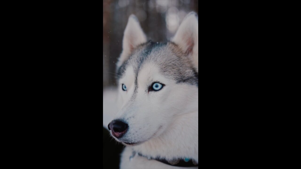 Cute & Funny Dogs