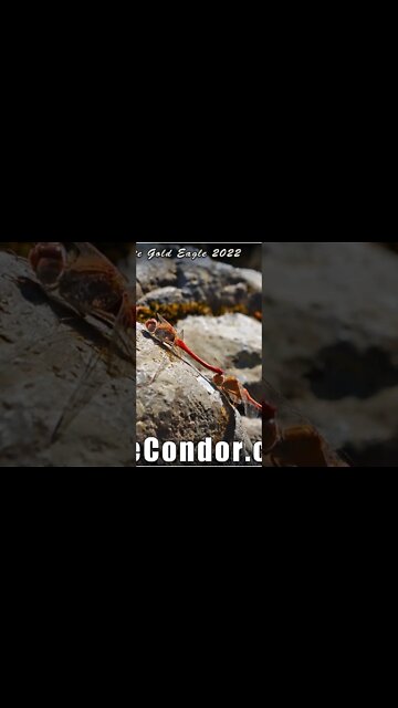 Great Spirit Collective of the New Earth Paradigm