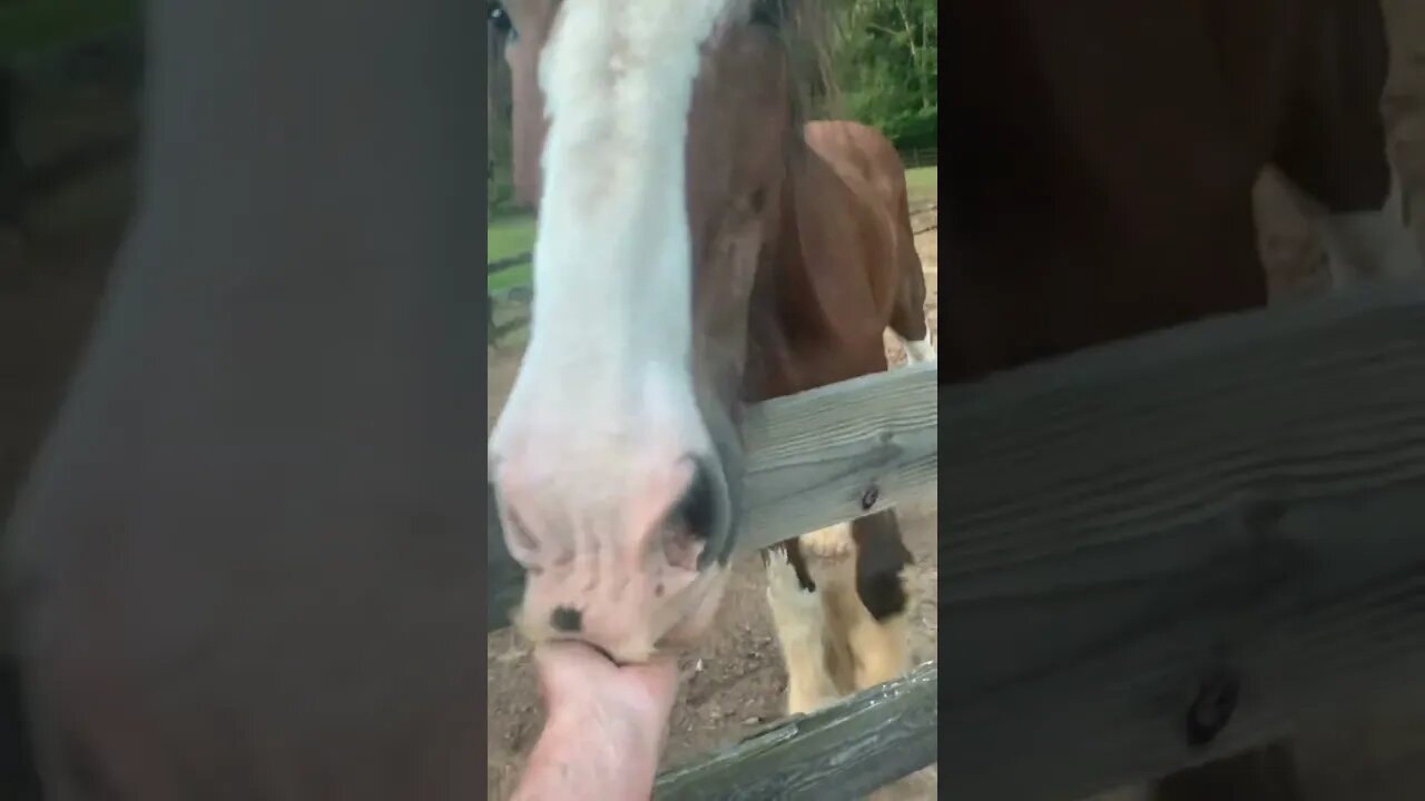Hi boys