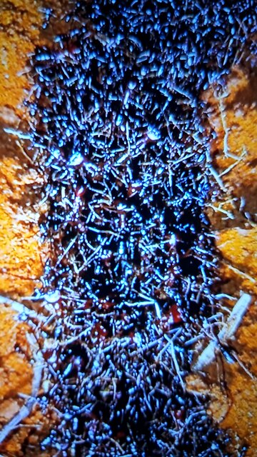 THE ILLEGAL INVASOON OF OUR COUNTRY