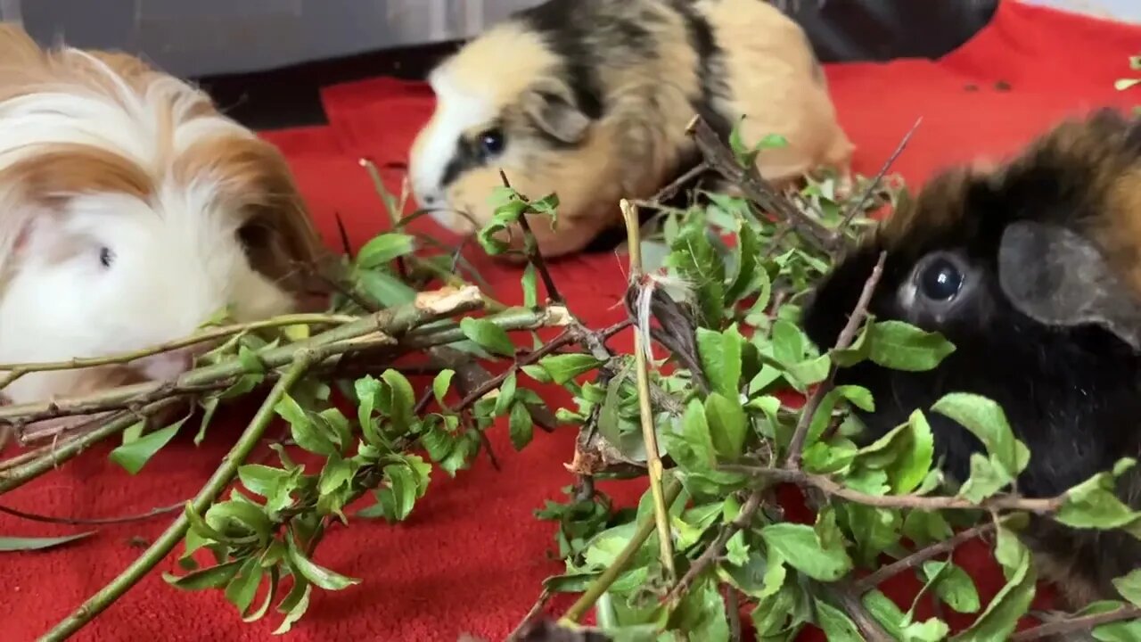 Guinea pigs munching