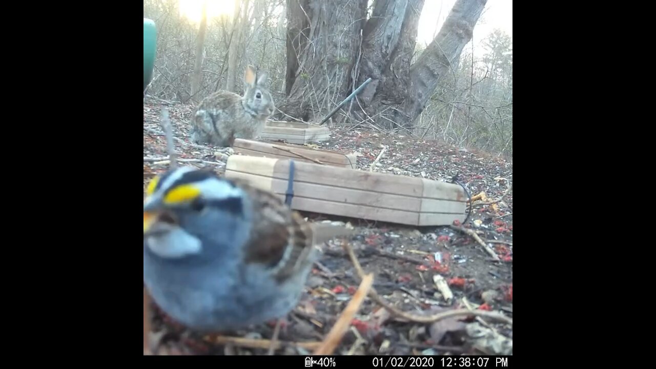 White Throated Sparrow and a Bunny