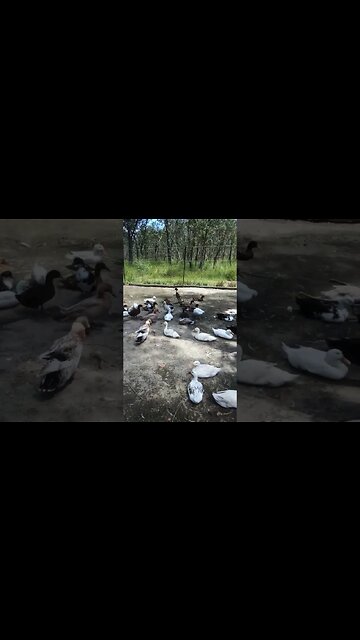 Good Morning Ducks 10th March 2023