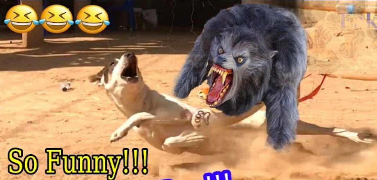 Wow!!! Fake Tiger Prank Dog No Run So Funny Try To Stop Laugh Challenge ‏