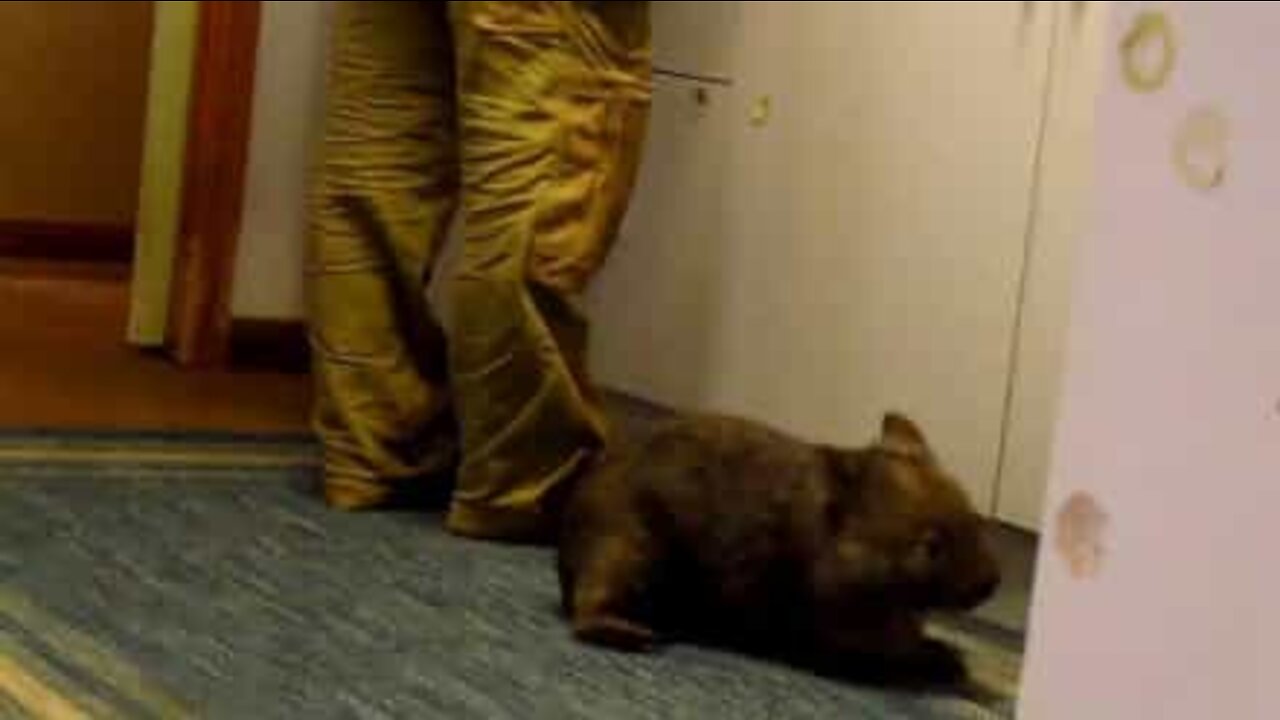 Small wombat wants to help in the kitchen