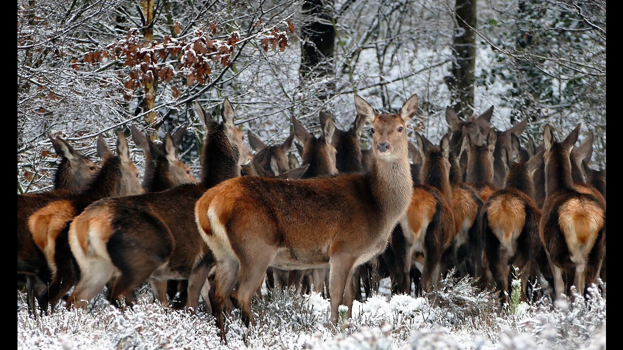 Wildlife deer