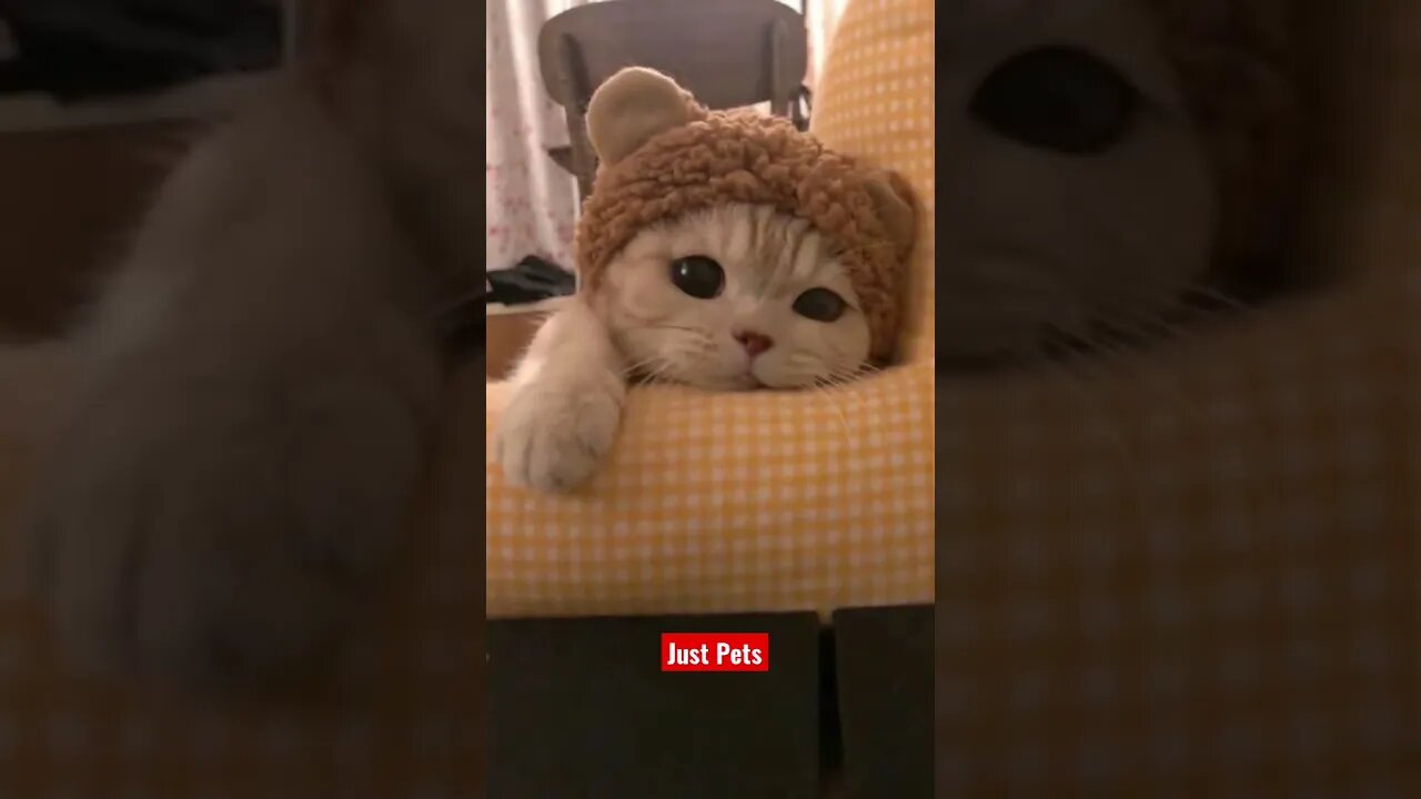 AWW so cute #cat #cute #tiktok #shorts