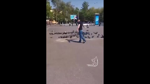 Man makes a Z out of pigeons