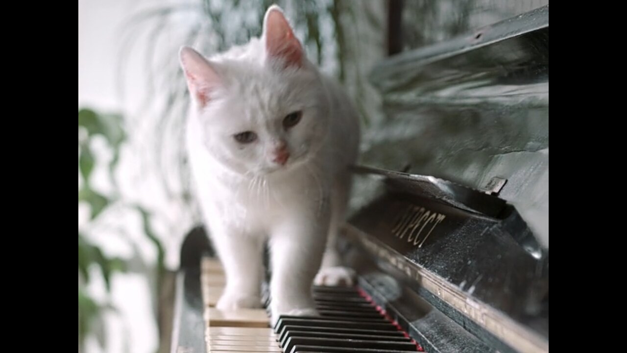 Look! the cat playing the piano!!