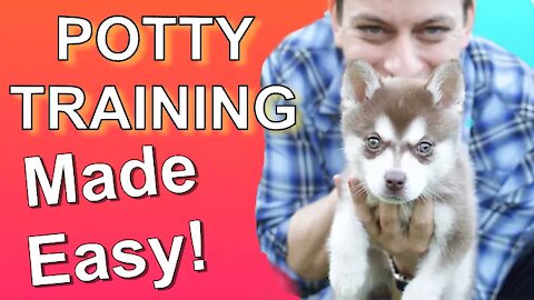 Crucial Basics And Deep Secrets of Dogs Trainings