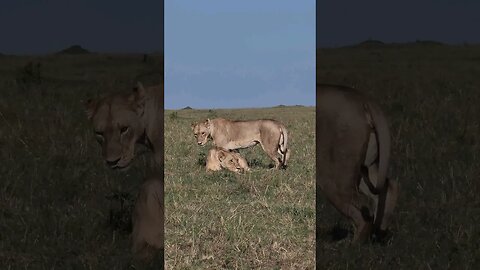 Maasai Mara Sightings Today 06/03/23 (Lions, Leopard, etc) | Zebra Plains | #shorts #shortsafrica