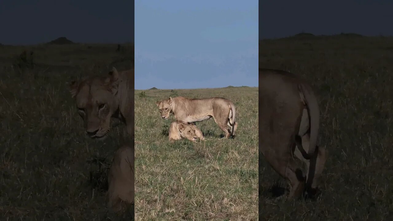 Maasai Mara Sightings Today 06/03/23 (Lions, Leopard, etc) | Zebra Plains | #shorts #shortsafrica