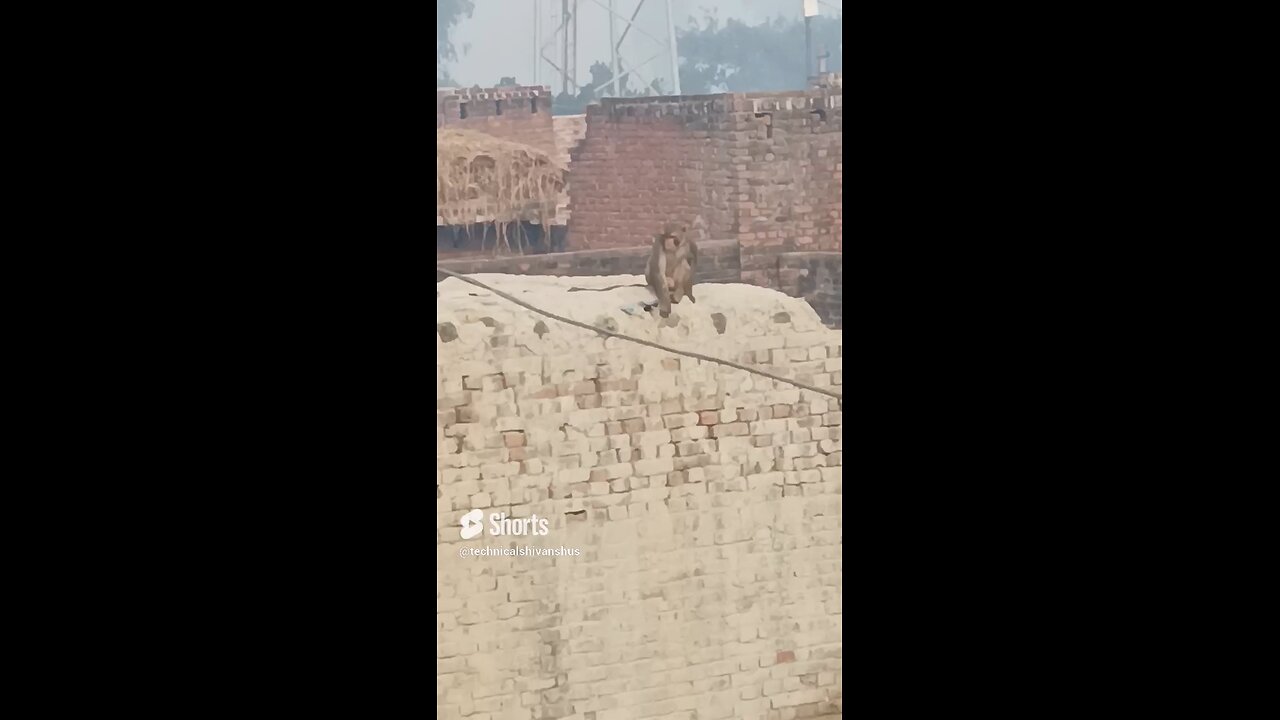 monkey🐒🐒 #funny #comedy#viral #trending #monkey #shorts #yt