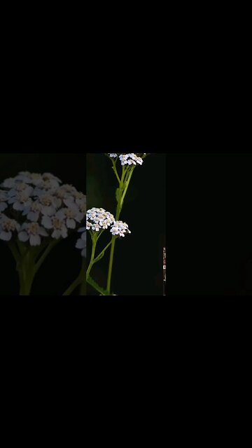 Yarrow as a DIAPHORETIC for Natural Fever Support!