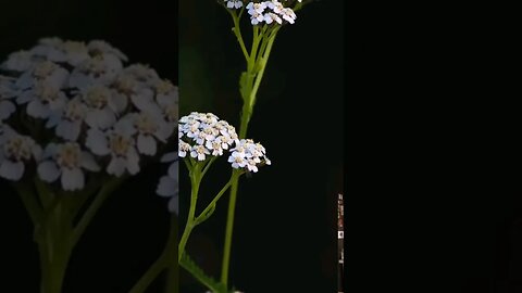 Yarrow as a DIAPHORETIC for Natural Fever Support!