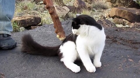 Our Cats #134 - Cats Play With Walking Sticks