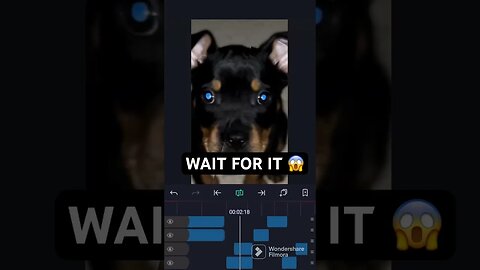 WAIT FOR IT 😱 #shorts #short #rottweiler #viral #trending