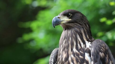 Female eagle, bird of prey. Sea eagle close up