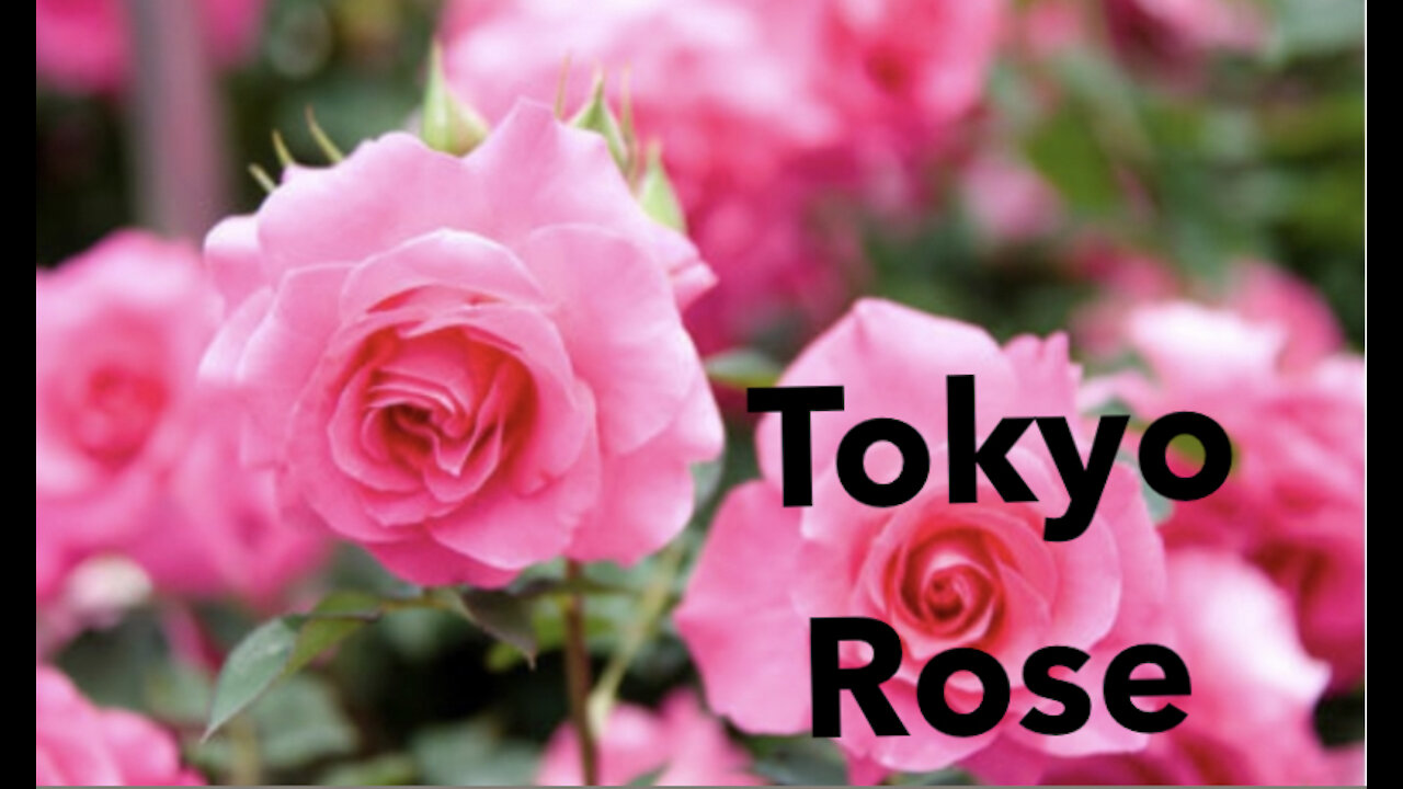 Tokyo Rose