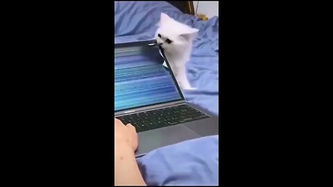 funny cute pet2