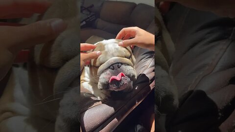 Do Think He Likes it? 🤔 #dogsofyoutube