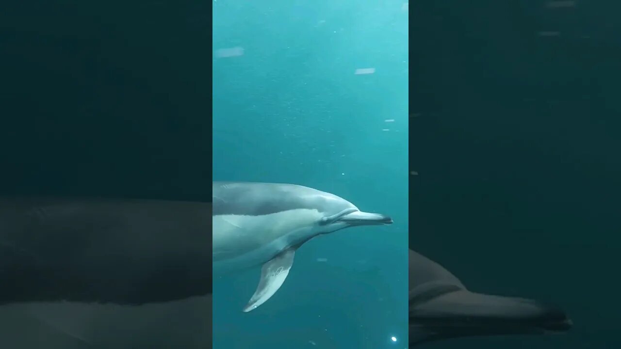 Ecco the dolphin #shorts