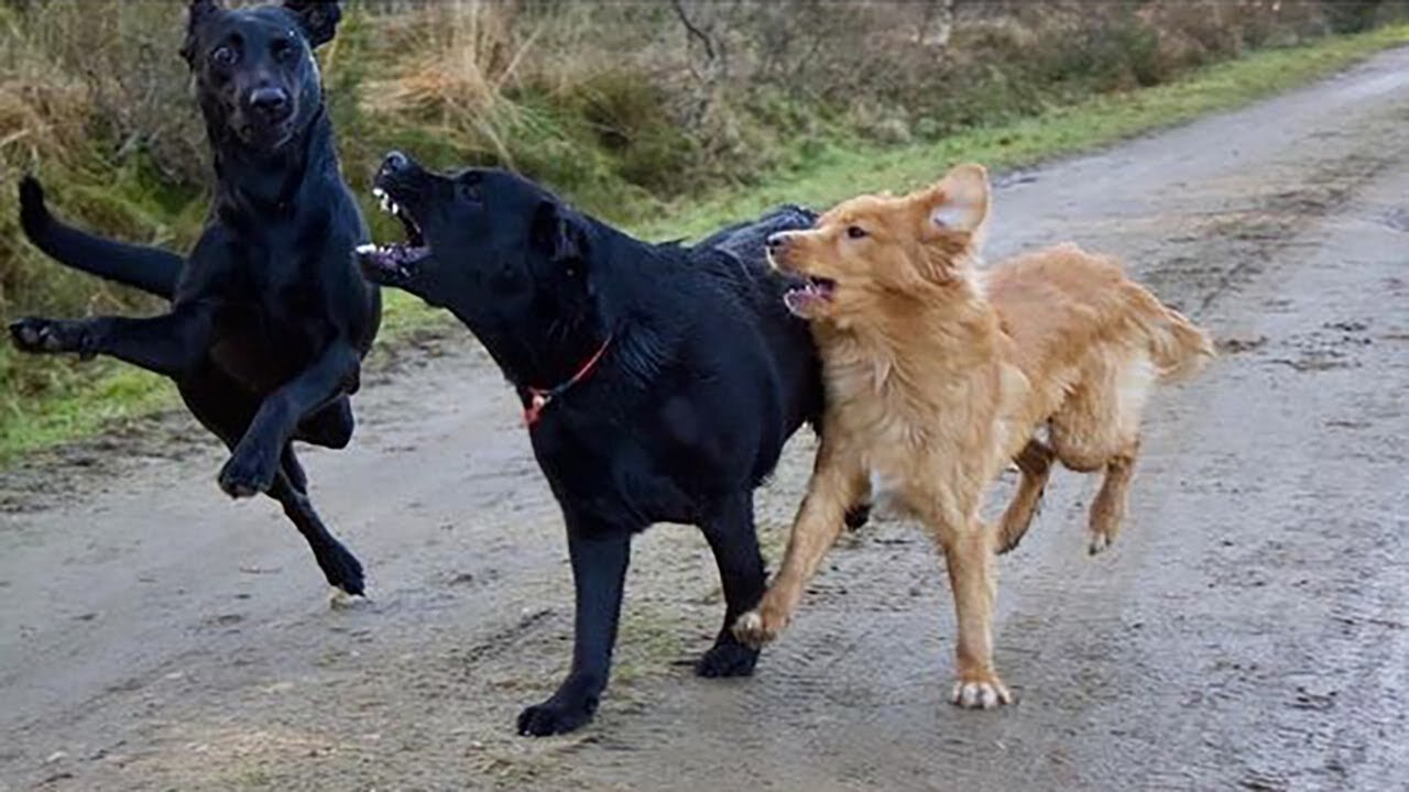 😱 It's To LAUGH When Watching This Video Of The FUNNIEST ANIMALS On Earth 😱 - Funniest