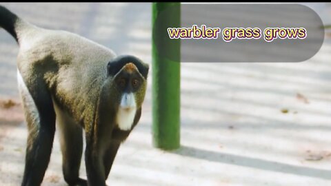 What a bunch of cute vervet monkeys