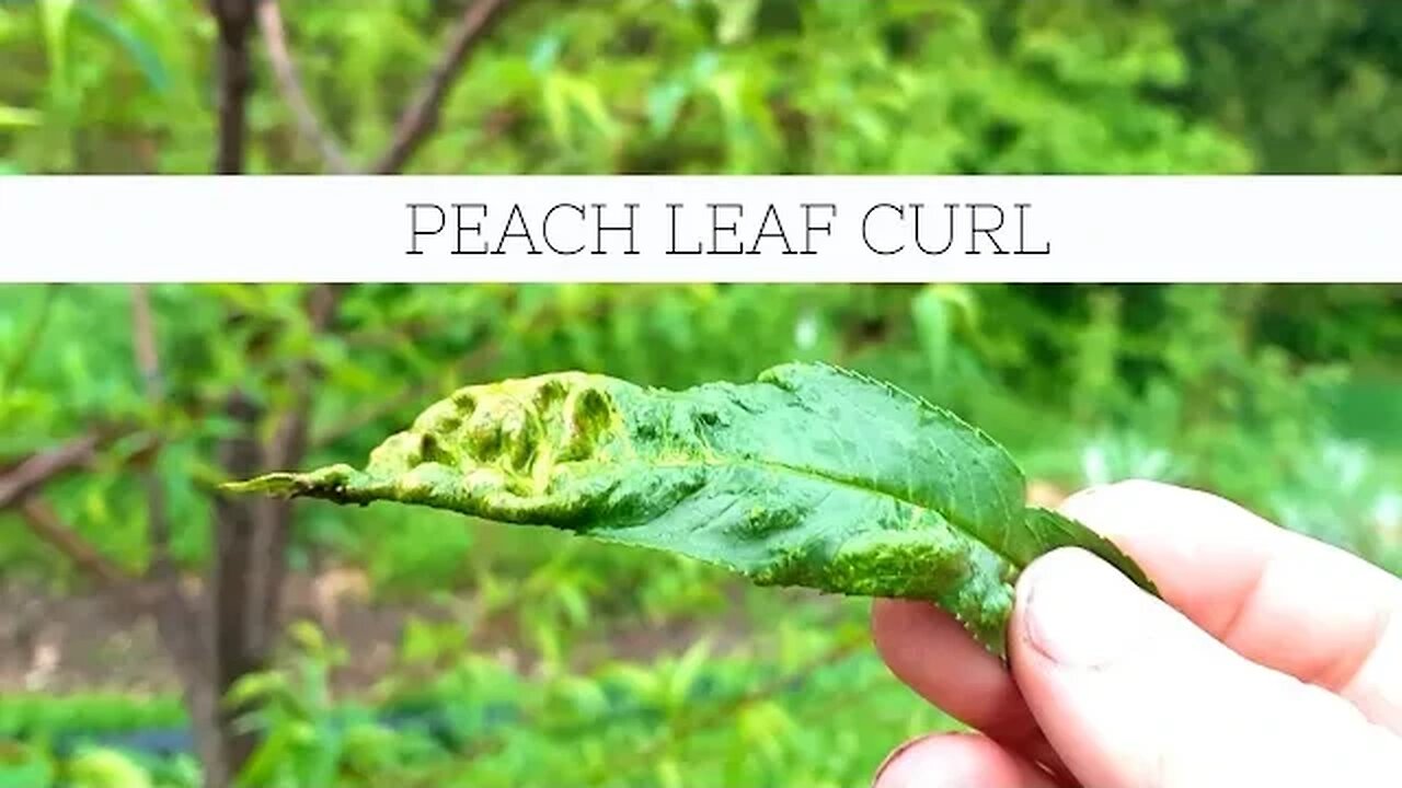 Rain! Polyculture lawn, peach leaf curl, veggie plans