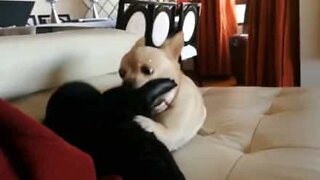 Ce Chihuahua est fou des chaussons de son maître