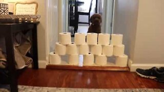 Cão se mantém ocupado durante a quarentena