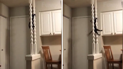 The Cat fell off the pillar