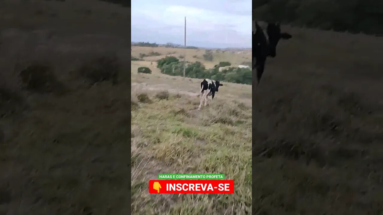 boi desgarrado, o esperto ๐๐ฎ๐ #shorts #agro #roรงa #animals #bicho #agropecuaria #confinamento #haras