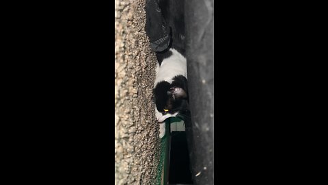 Cat rolls around under couch.