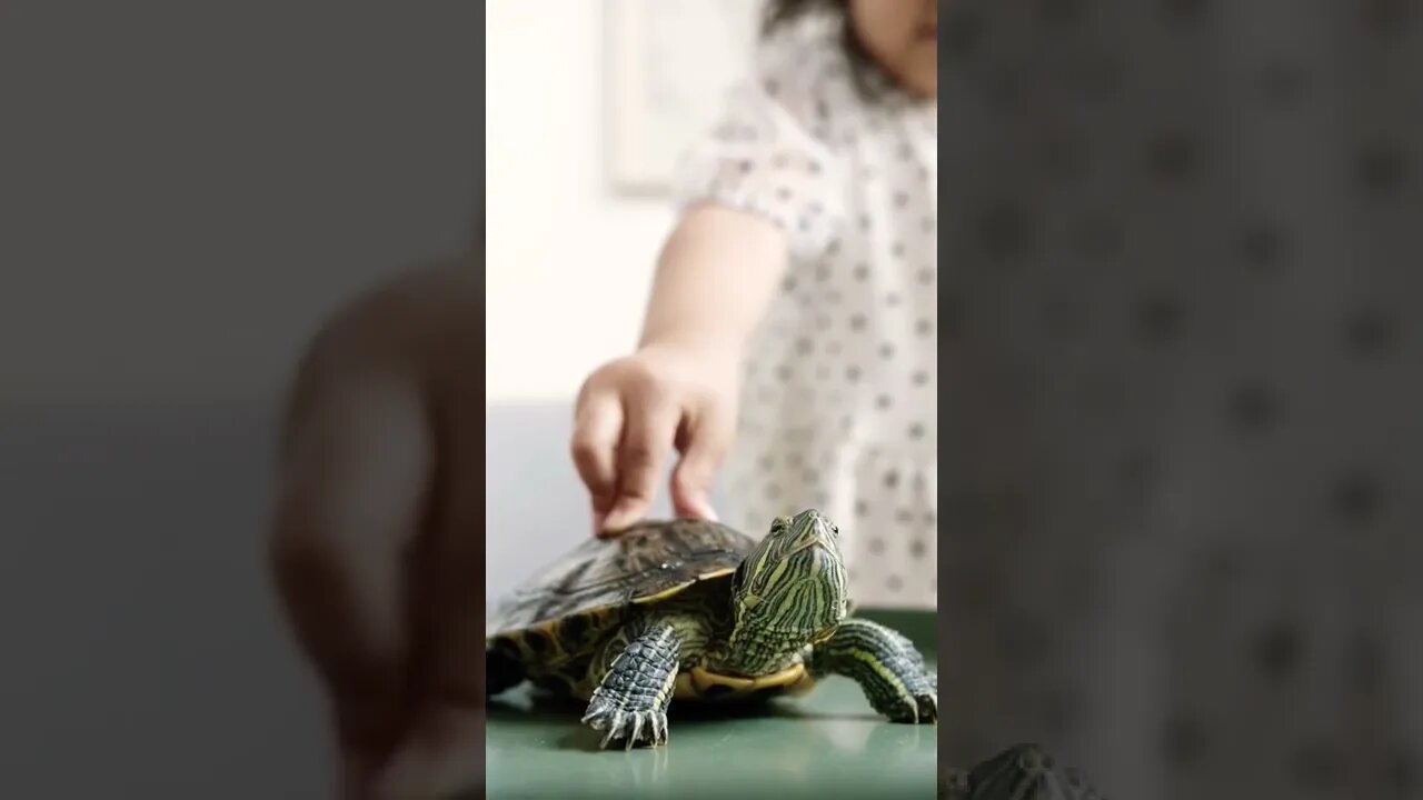 So cute animal Tortoise🐢🐢 Baby #shorts #youtubepetsanimals #animals #tortoise