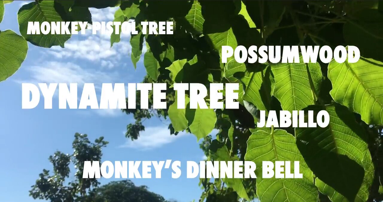 The Tree That’s Doing Everything It Can To Kill You - Dynamite Tree - HaloRock