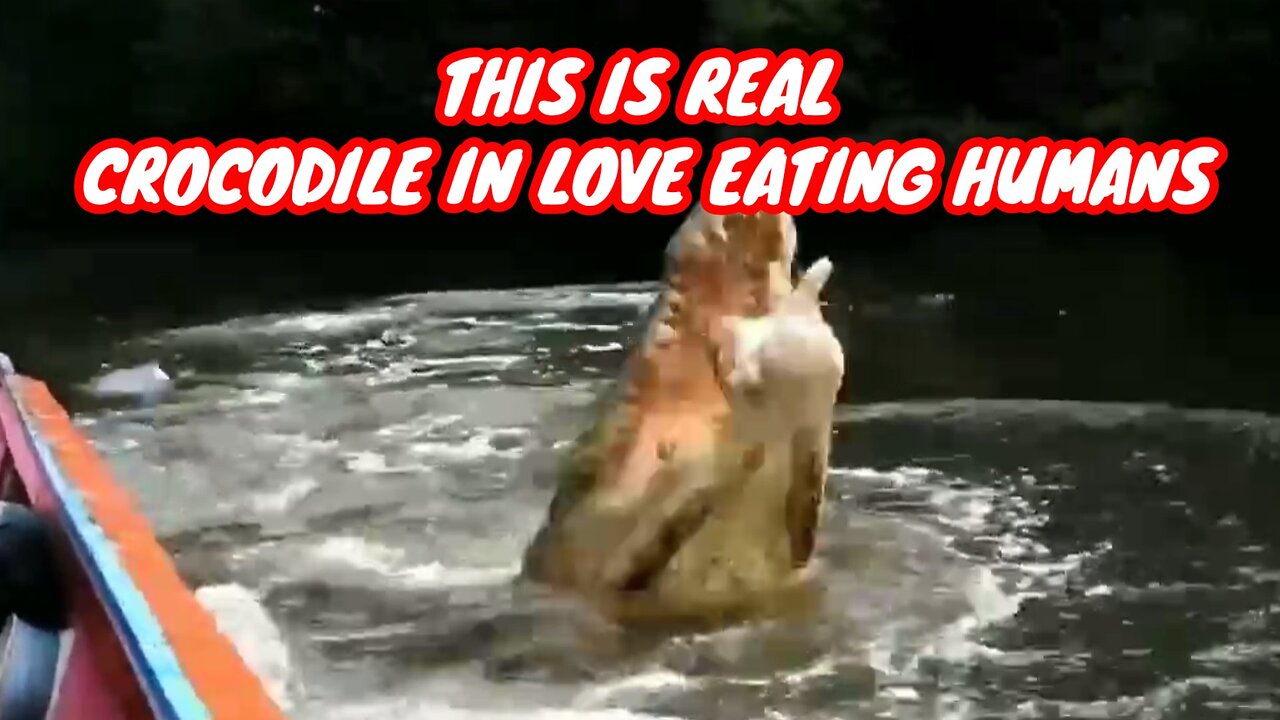 THIS IS REAL CROCODILE IN LOVE EATING HUMANS