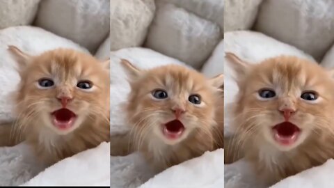see this cat reaction