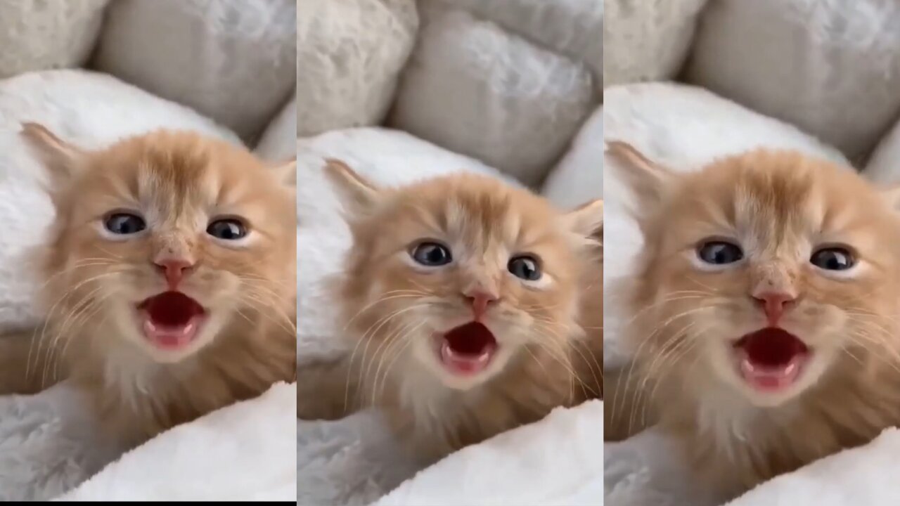 see this cat reaction