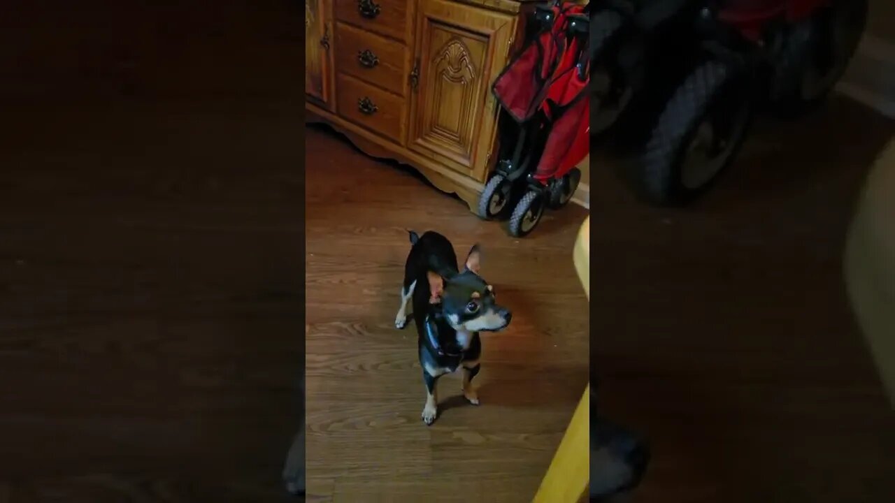 Snickers doing the standing beg for pork chops