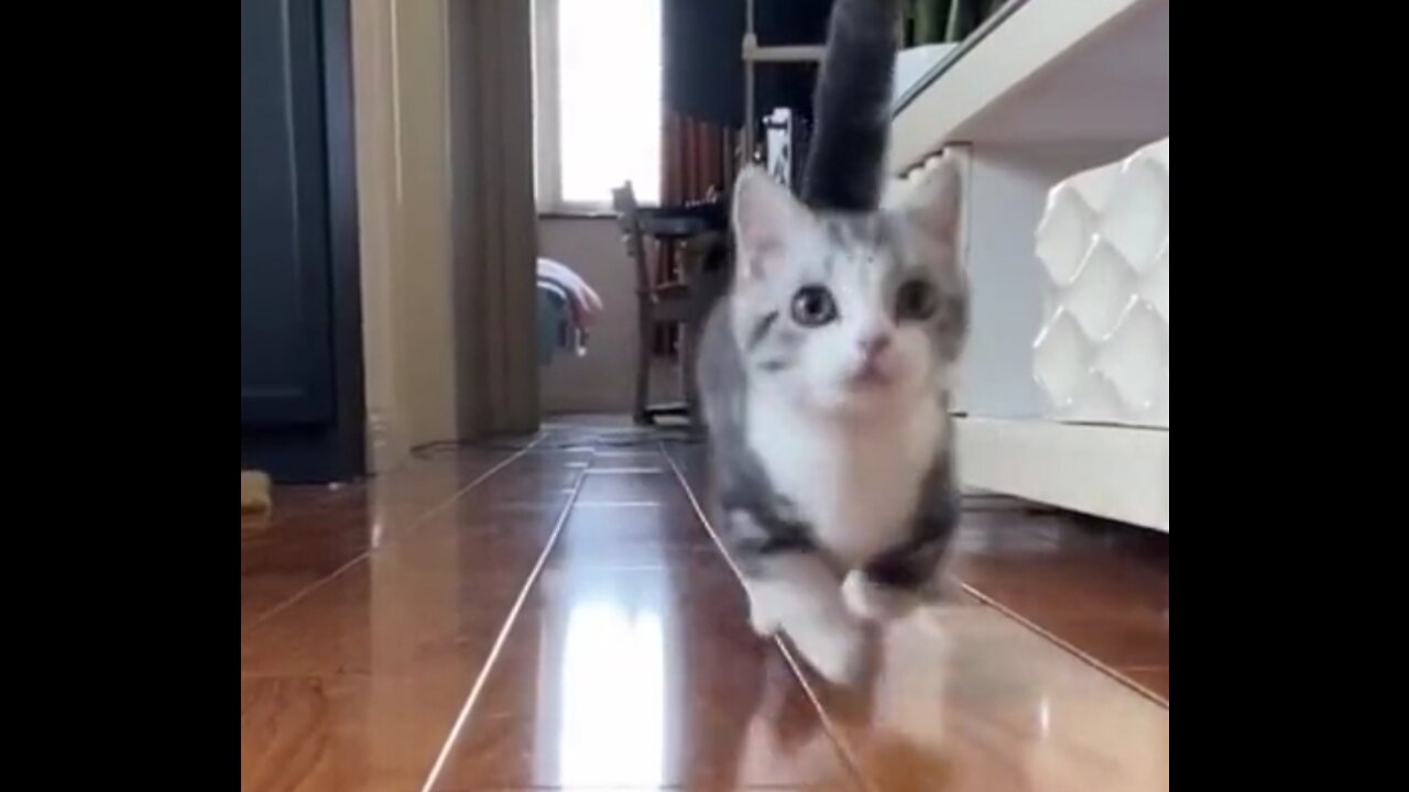 You Never Skip This Cute Cat Video