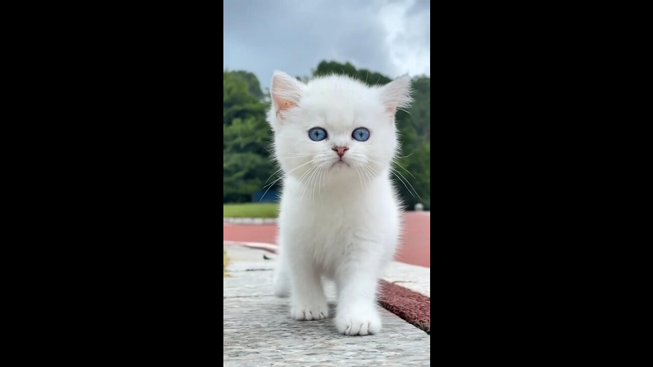 Walking cat