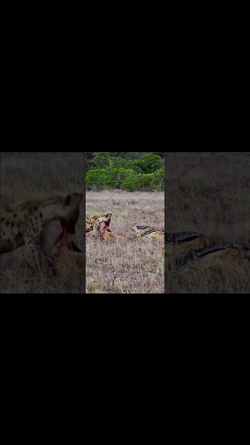 Hyena vs Jackals #shorts | #ShortsAfrica